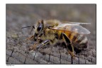 buzz
