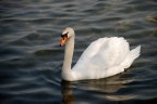 Cigno