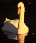 cigno