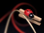 coccinella