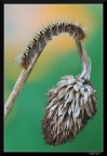 Dati di scatto:
sigma 180 macro
1/15
f/6.3
iso 200