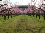 primavera
