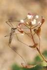 Aggrappata ad un Fiore