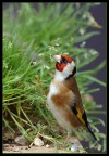 cardellino