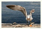 Il gabbiano e la sarda... Il gabbiano e la sarda...