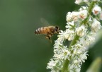 In volo 2