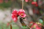 Nikon 50mm f 1.8