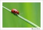 Coccinella