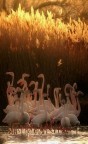 piccole fiamme