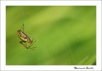 Il Ragno