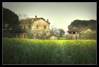 Old Spring...