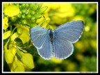 Farfallina
