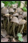 Piccoli miceti 2