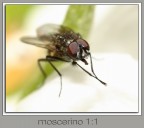 moscerino