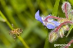 Mi sto avvicinando alla macro con molto sudore. Forse questa  una buona foto, ditemelo voi per favore.