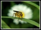 Moschina gialla