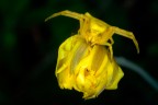 Ragno predatore mimetizzato su di un fiore. questi ragni non fanno la ragnatela ma assaltano direttamente la preda.