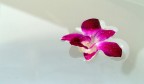 astratto d'orchidea