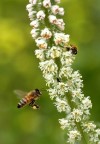 Bzzz...