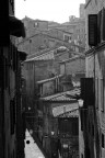 siena