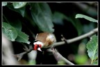 cardellino