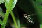 In Volo