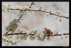 Aria primaverile (contest)