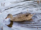 fuji s5600 f/3.6  1/250sec iso100 zoom 63mm