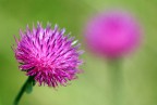 Fiore montano