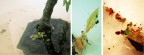 The swimmig tree