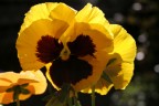 Primula