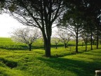 una stradina di campagna vicino a Sant.Alberto (ra)