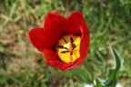 Singolo Tulipano
