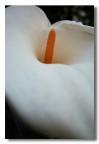 Calla