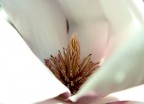 Allegoria di primavera