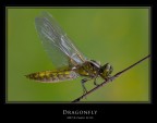 Ecco una vista completa della libellula. Dopo gli scatti a RR elevato, ho cercato di comporre anche qualche cosa di meno estremo.

Ciao e buona Pasqua.

Carlo