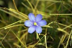 fiore