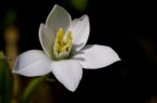 fiore1