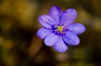 fiore5