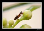 formica