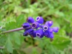 ogni volta che cercavo di scattare la foto il fiore si muoveva a causa del vento...ma mi sembra di aver avuto la meglio...