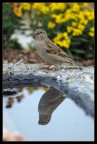 passero