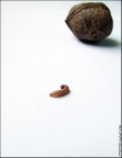 ricett 'o pappice vicino 'a noce...