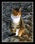 gatto