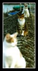 gatto 2