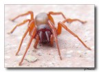 red spider