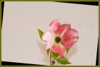 macro primaverili