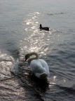 Cigno fiabesco