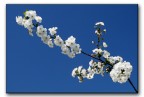 fiori di ciliegio