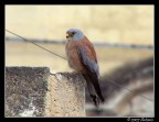 Falco Grillaio